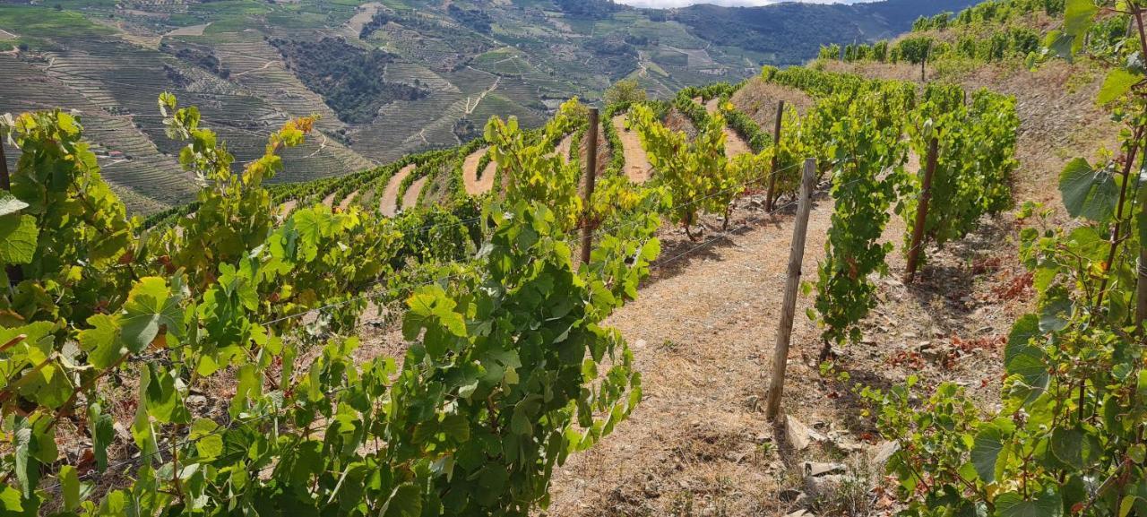 Stay At The Winemaker Ervedosa do Douro Exterior photo